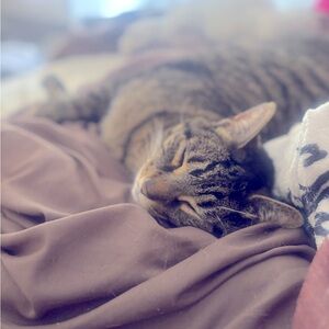 Meet your Posher, Des